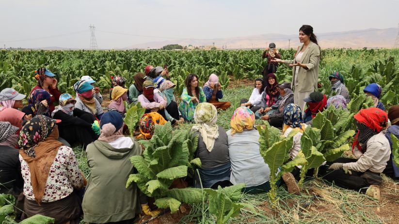 Tütün tarlasında ‘Kadın kurtuluş idolojisi’ atölyeleri